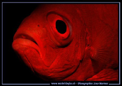 The look of a Priacanthe de Bloch... Que du Bonheur... :O... by Michel Lonfat 